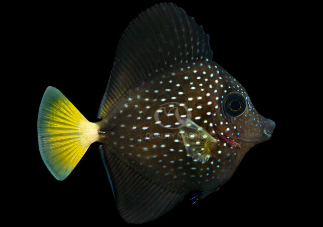 New GrassyCore LED With Record-Breaking Color Rendition by Volx