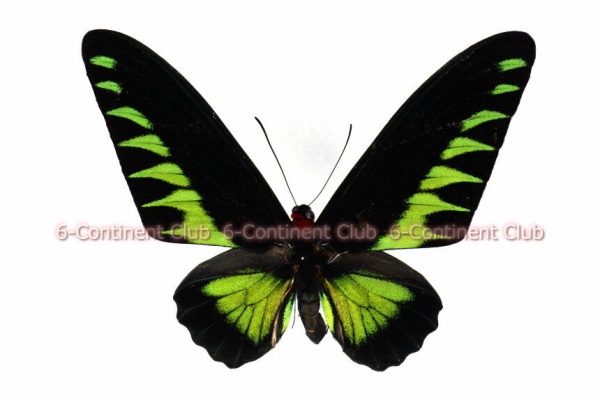 京大蝶研六大陸クラブのTropical Delights - キシタアゲハ族 Troidini