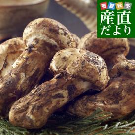 すだち付き】無選別品 開き まつたけ（松茸） 長野県・岩手県産 約200g
