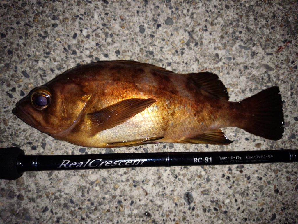 リアルクレセント RC-81 RealCrescent RC-81 | リップルフィッシャー