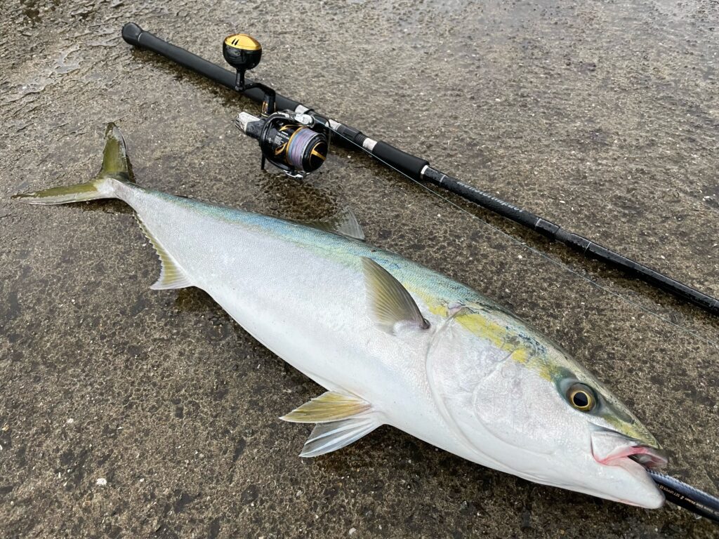 MonsterImpact 113HH 4pcs ショア青物・釣果報告 | リップル