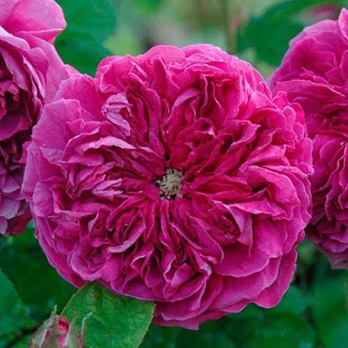 Alec's Red - Rogue Valley Roses