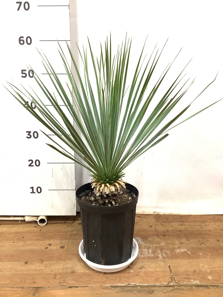 観葉植物 ユッカ 6号 ロストラータ プラスチック鉢 | 観葉植物なら