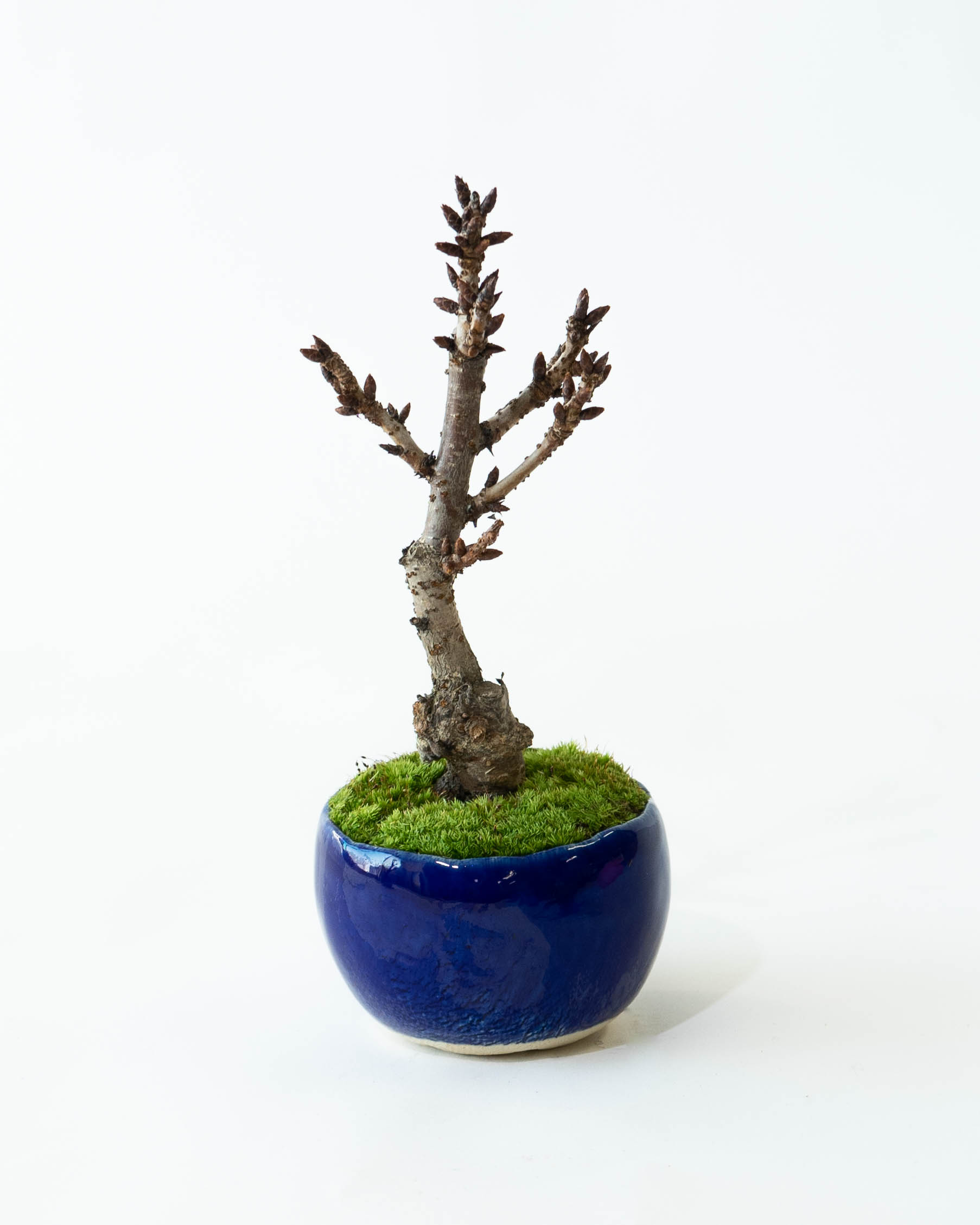 481 盆栽 盆栽鉢 植木鉢 和鉢 山秋 481 盆栽 盆栽鉢 植木鉢 和鉢 山秋