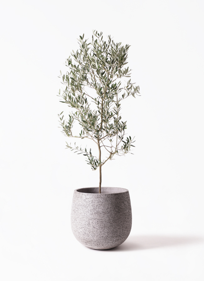 観葉植物 オリーブの木 10号 ミッション 竹バスケット 付き / 小倉園