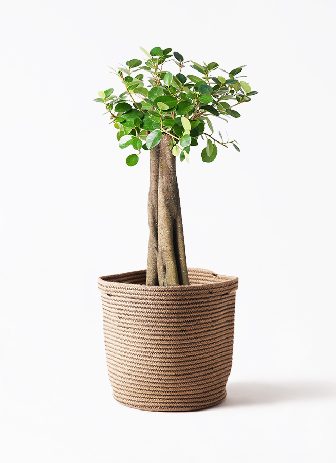 観葉植物 ガジュマル 8号 パンダ 朴仕立て アートストーン ラウンド