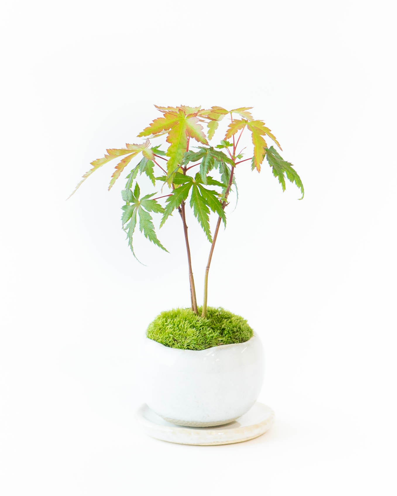 産地直送 盆栽 ヤマモミジの林 Sサイズ 鉢色 白（受け皿セット）／山形
