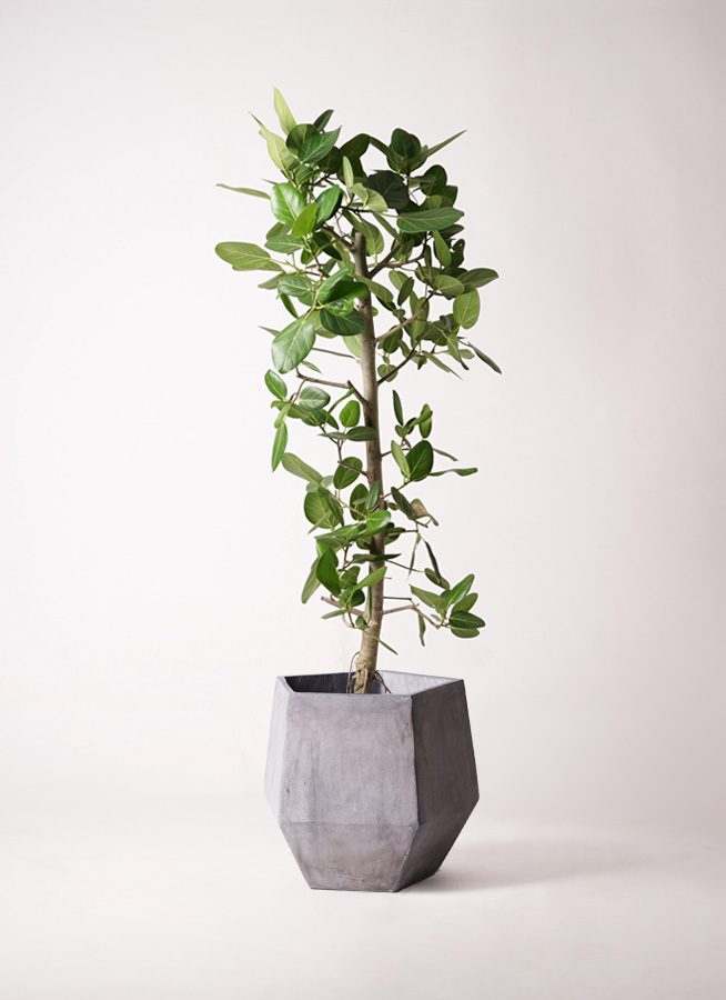 観葉植物 フィカス ベンガレンシス 10号 ストレート ウッドプランター