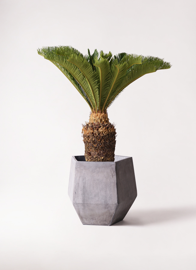 観葉植物 ソテツ 10号 セドナロング 墨 付き | 観葉植物ならHitoHana