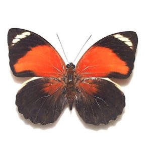 アグリアス | 三角紙