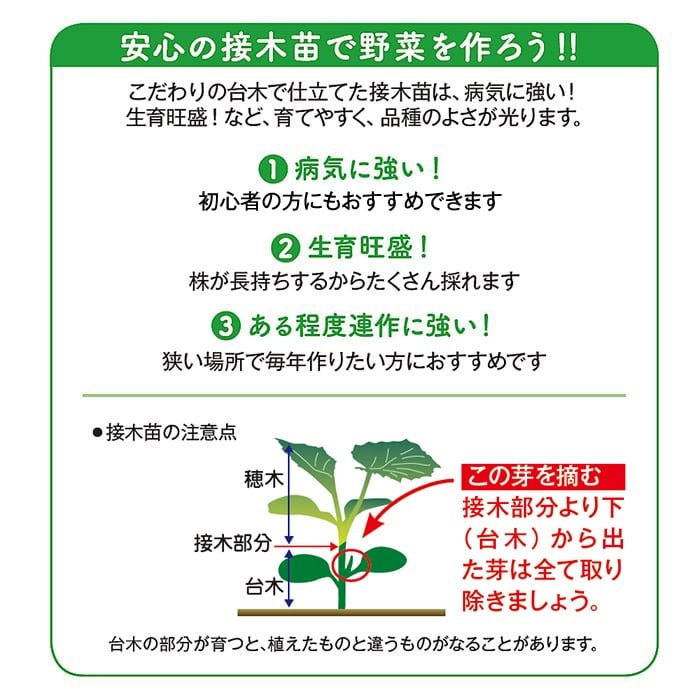 人気の接木苗 6種セット 接木苗｜種（タネ）,球根,苗,資材