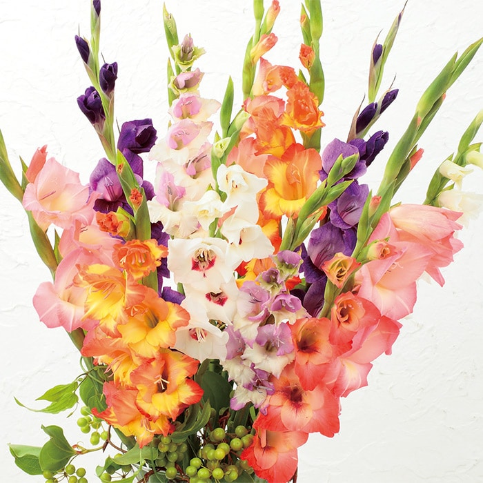 グラジオラス バイカラー ミックス｜種（タネ）,球根,苗,資材