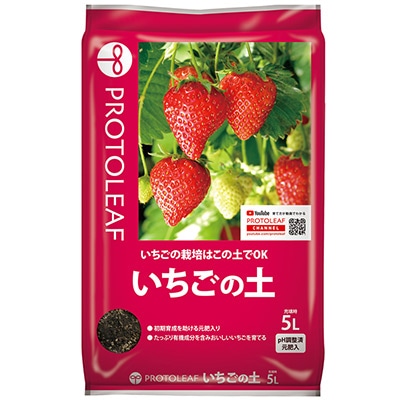 いちごのたね様 苺様 いちごや様 いちご様 いちごページ 椿 Buy ZX