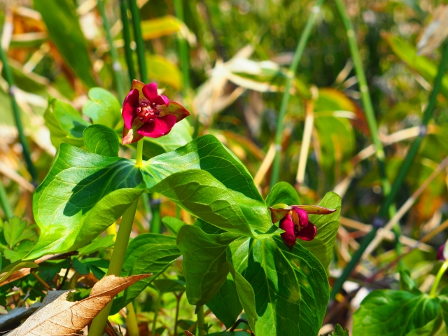 コジマエンレイソウ「北海道の花」｜Sapporo Nature Times ‐ 札幌