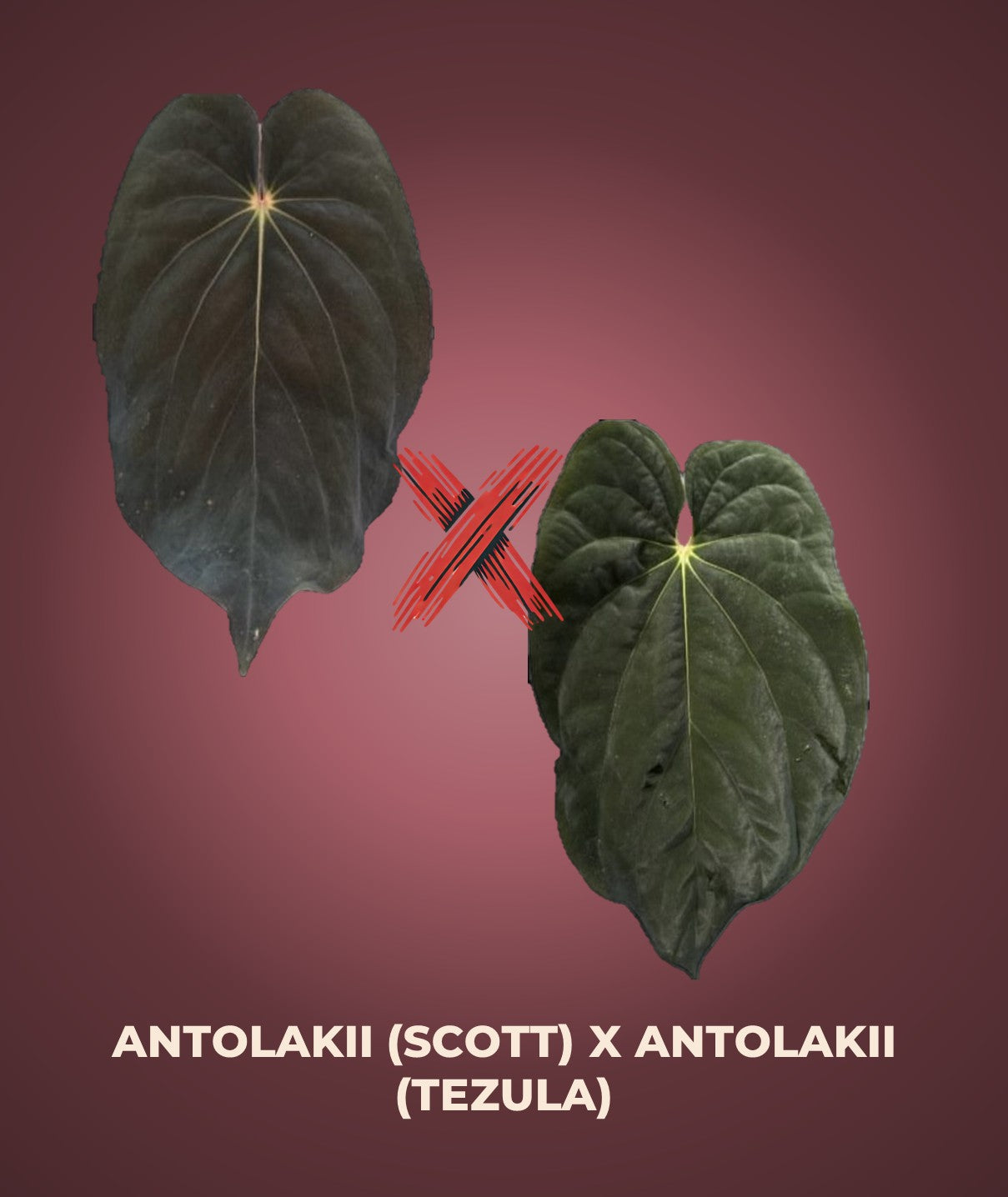 Anthurium Antolakii/BVEP (Scott × Tezula) – Secret Foliage