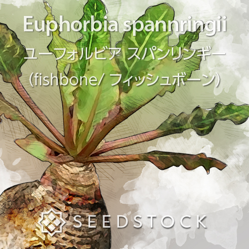種子] ユーフォルビア スパンリンギー フィッシュボーン Euphorbia