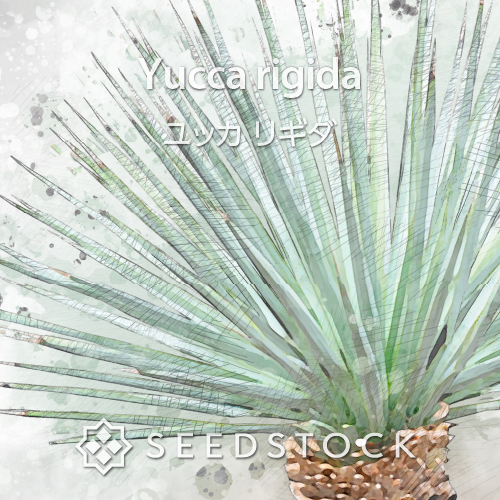 AL1171】ユッカ リギダ AL1171】ユッカ リギダ