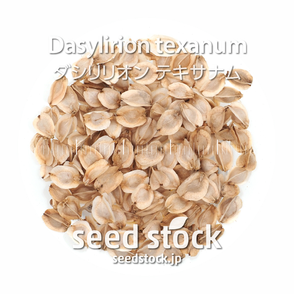 種子] ダシリリオン ミキワネンシス Dasylirion miquihuanense