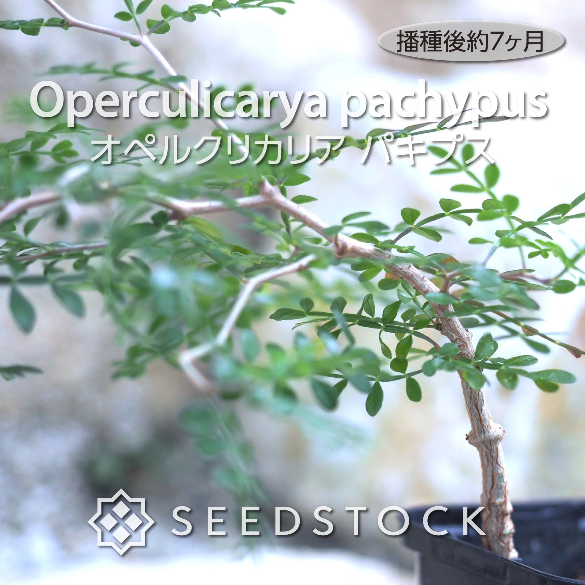 種子] オペルクリカリア パキプス Operculicarya pachypus | 塊根植物