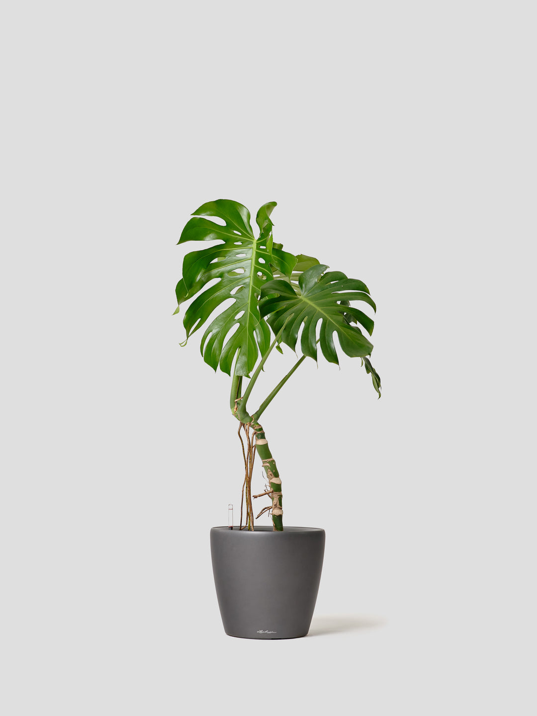 モンステラL – 西和造園