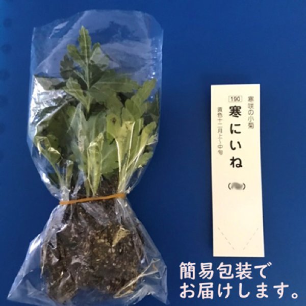 ロングセラー商品】盆栽用小作用山菊(ぼんさいようこさくようやまぎく