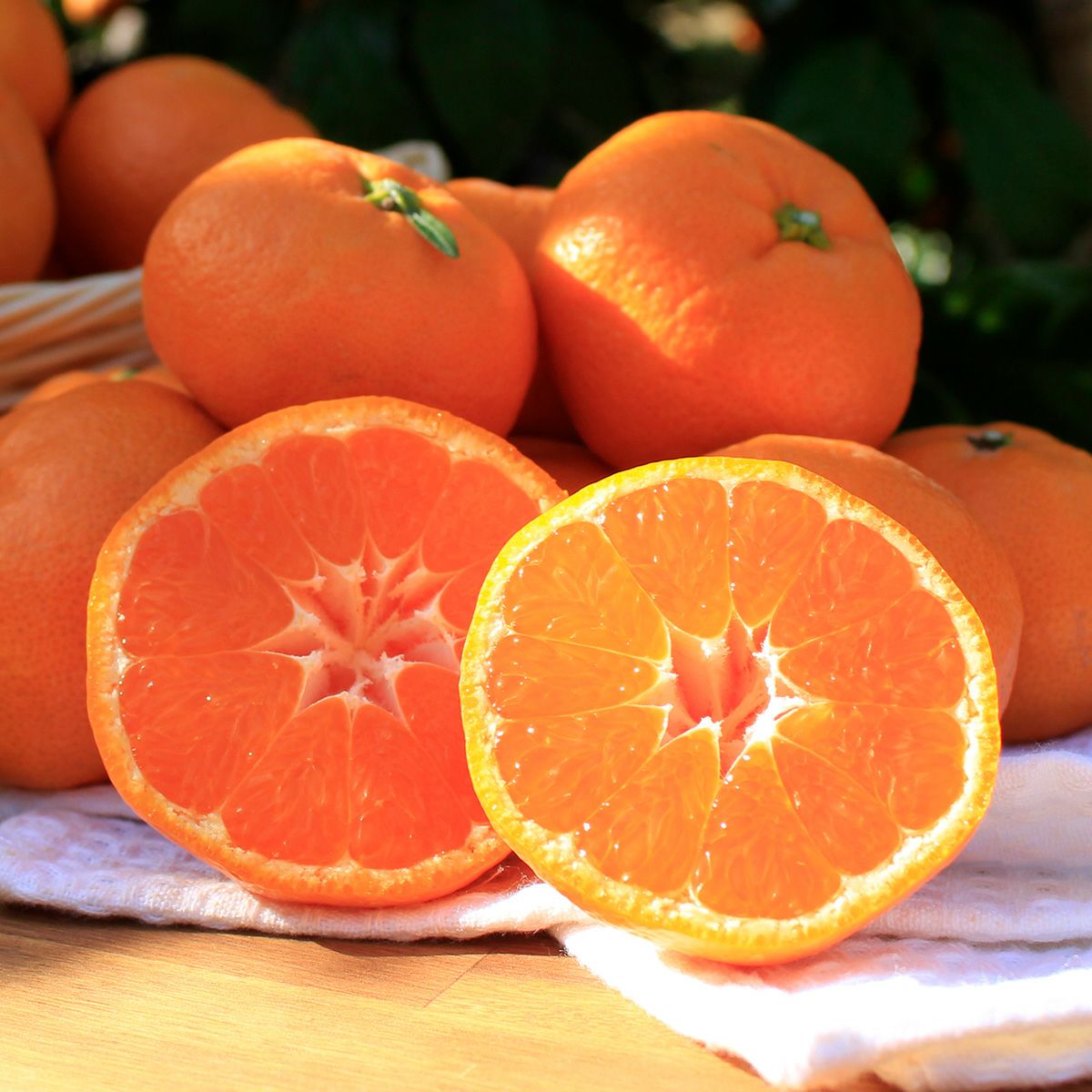 三ケ日みかん 青島 静岡県産みかん