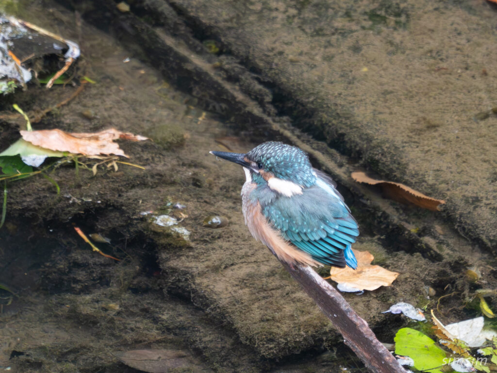 2024年】カワセミの雛ちゃんも誕生していた！