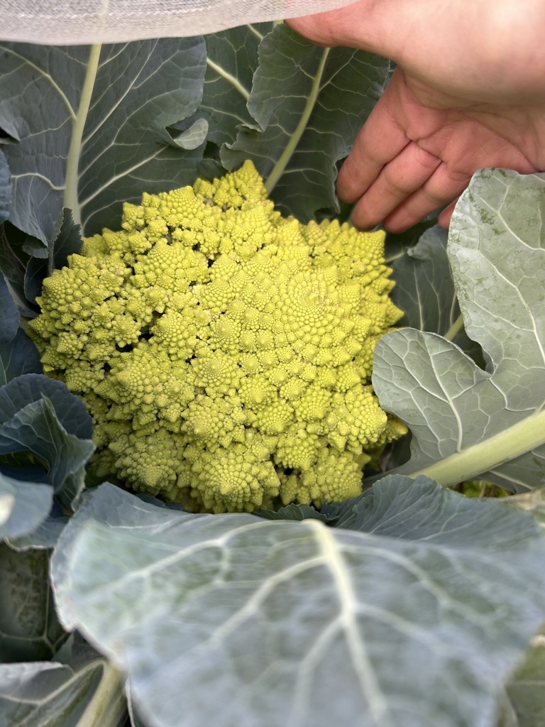 ロマネスコ ロマネコ｜種（タネ）,球根,苗,資材,ガーデニンググッズの