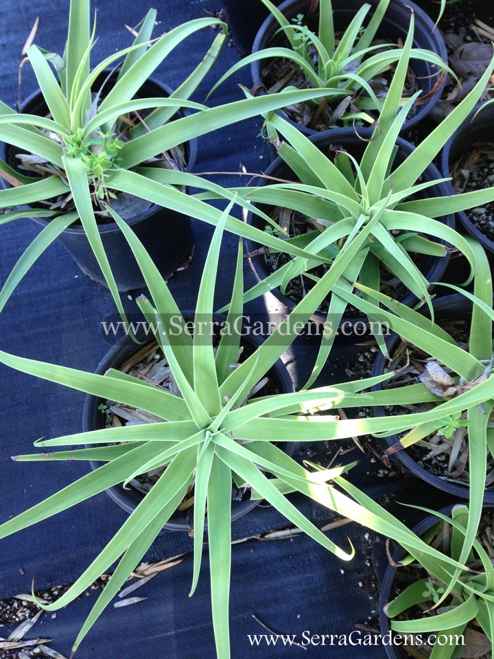 Agave bracteosa AKA Squid Agave or Spider Agave - Cacti.com