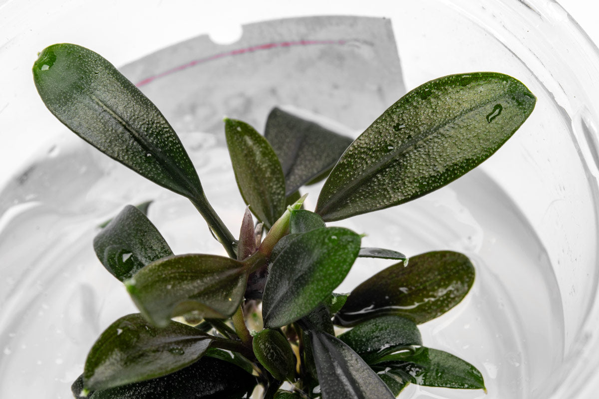 Bucephalandra 'Brownie Ghost' - Aquarium Plant | Glass Aqua