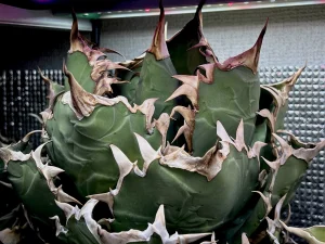 アガベ USオテロイ #2025-01 中株（US親株由来｜鉢ごと）｜トゲラボ