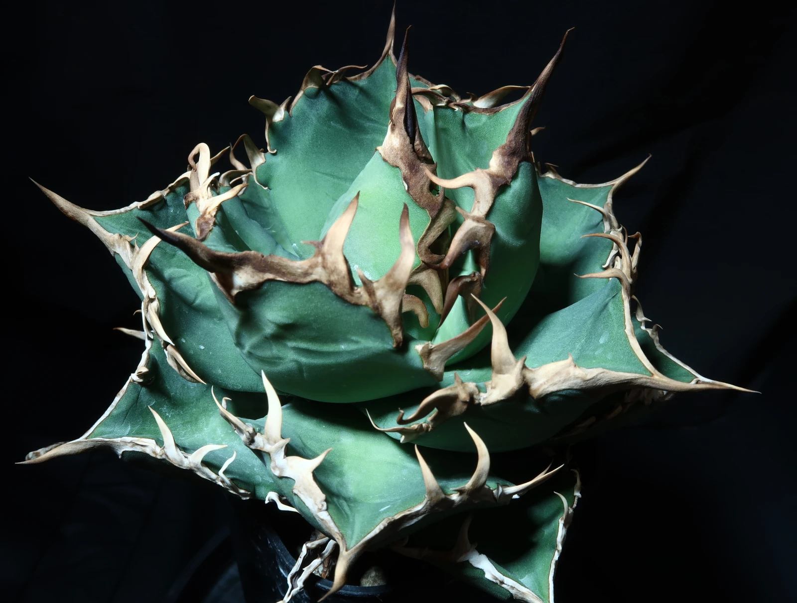 アガベ USオテロイ #2025-01 中株（US親株由来｜鉢ごと）｜トゲラボ