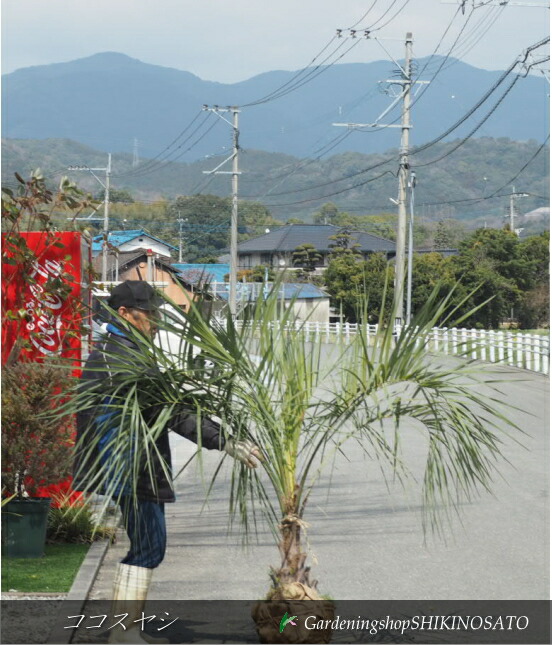 楽天市場】【根巻き】ココスヤシ 中株 幹太 苗木【maki】 : 千草園芸