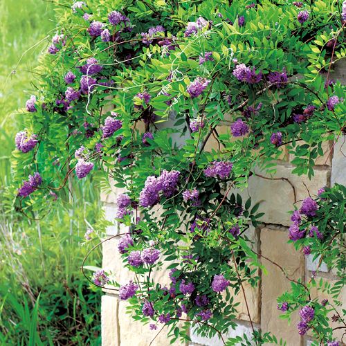 二季咲き藤・アメジストフォール| 種・苗・ガーデニング用品の【タキイ