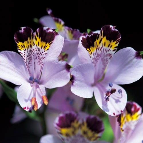 原種系アルストロメリア・ヴィオラセア ブルー| 種・苗・ガーデニング