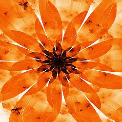 Vシェイプ ユースセラム | ソティス e-ブティック