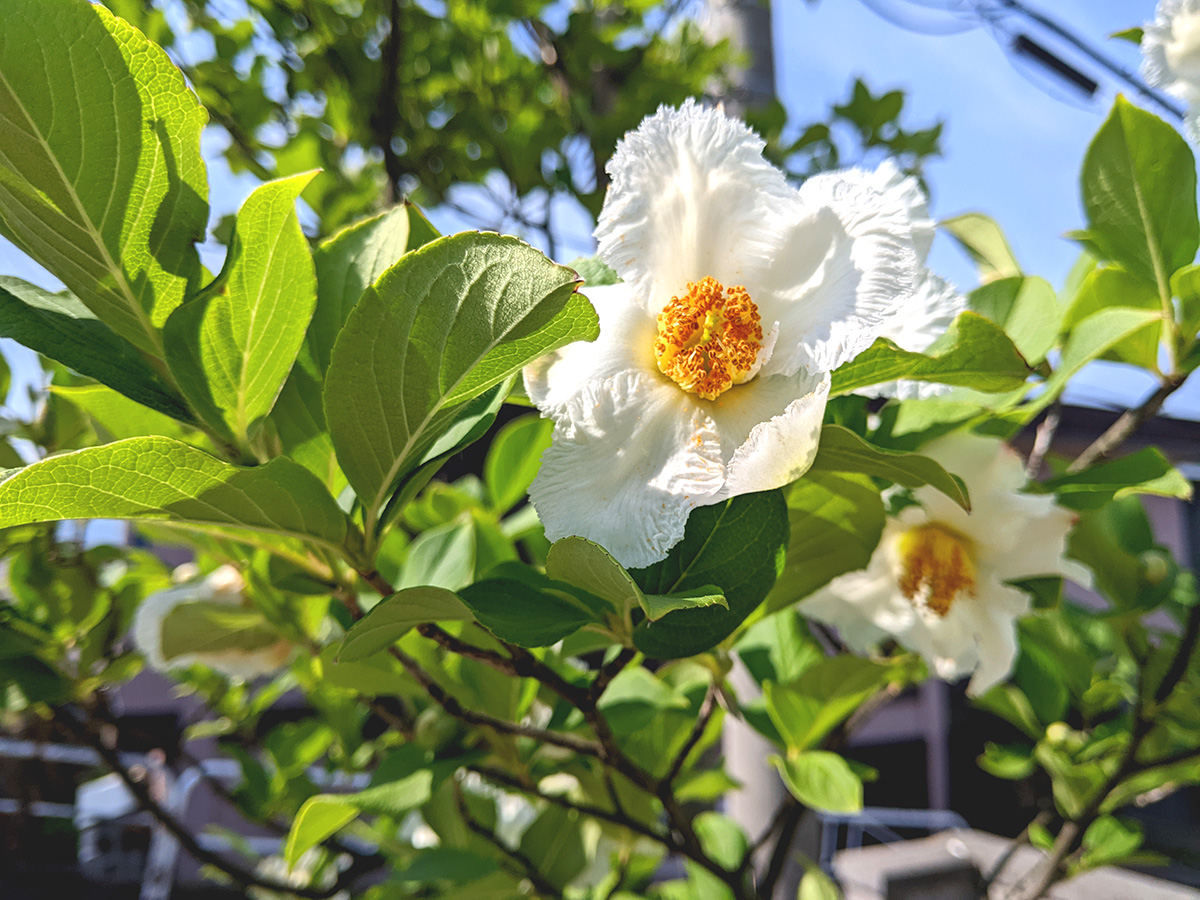 北海道のおススメのシンボルツリー「シャラ」 | 外構会社コラム | 小樽