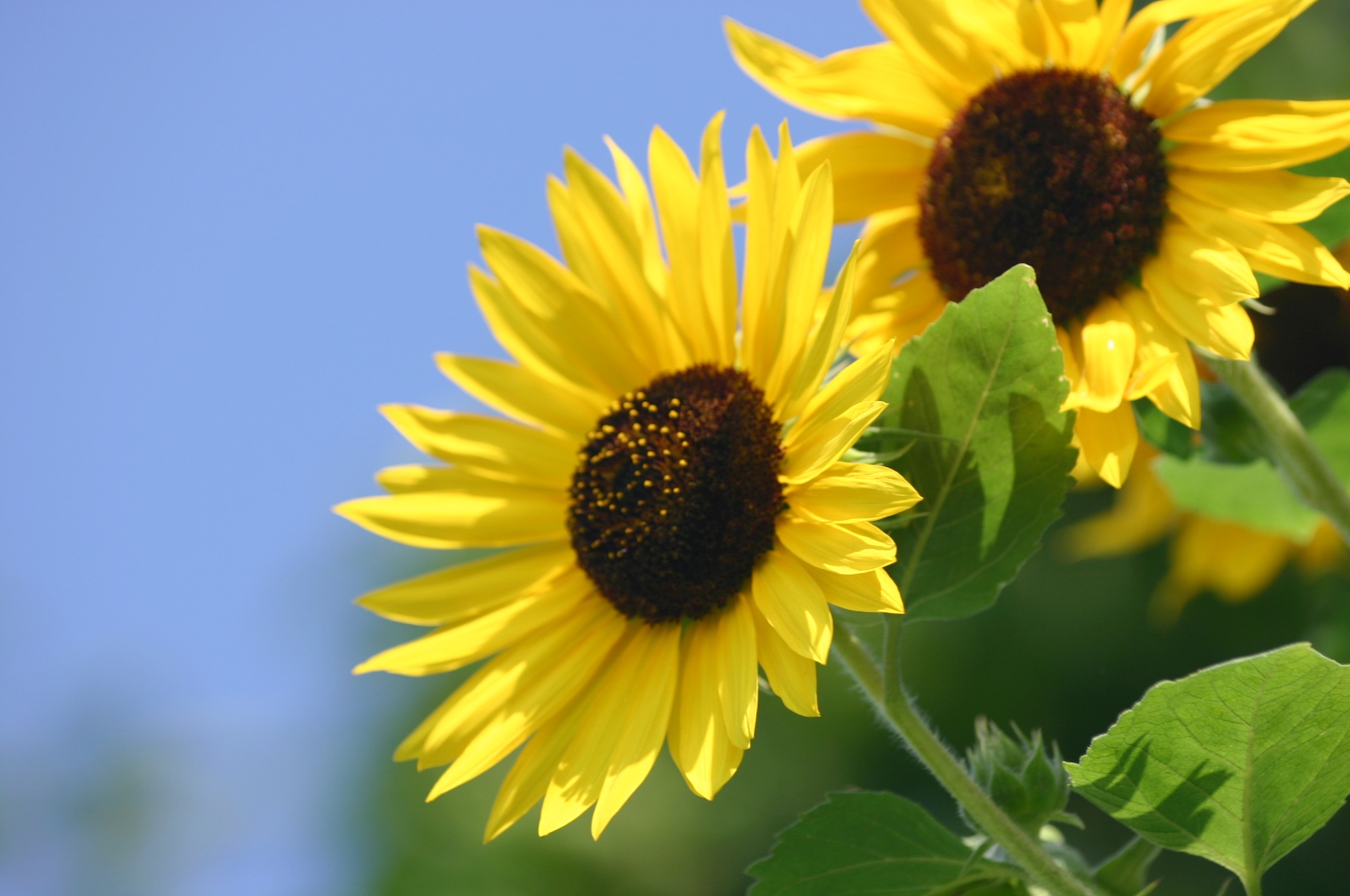 向日葵 - 2000ピクセル以上のフリー写真素材集