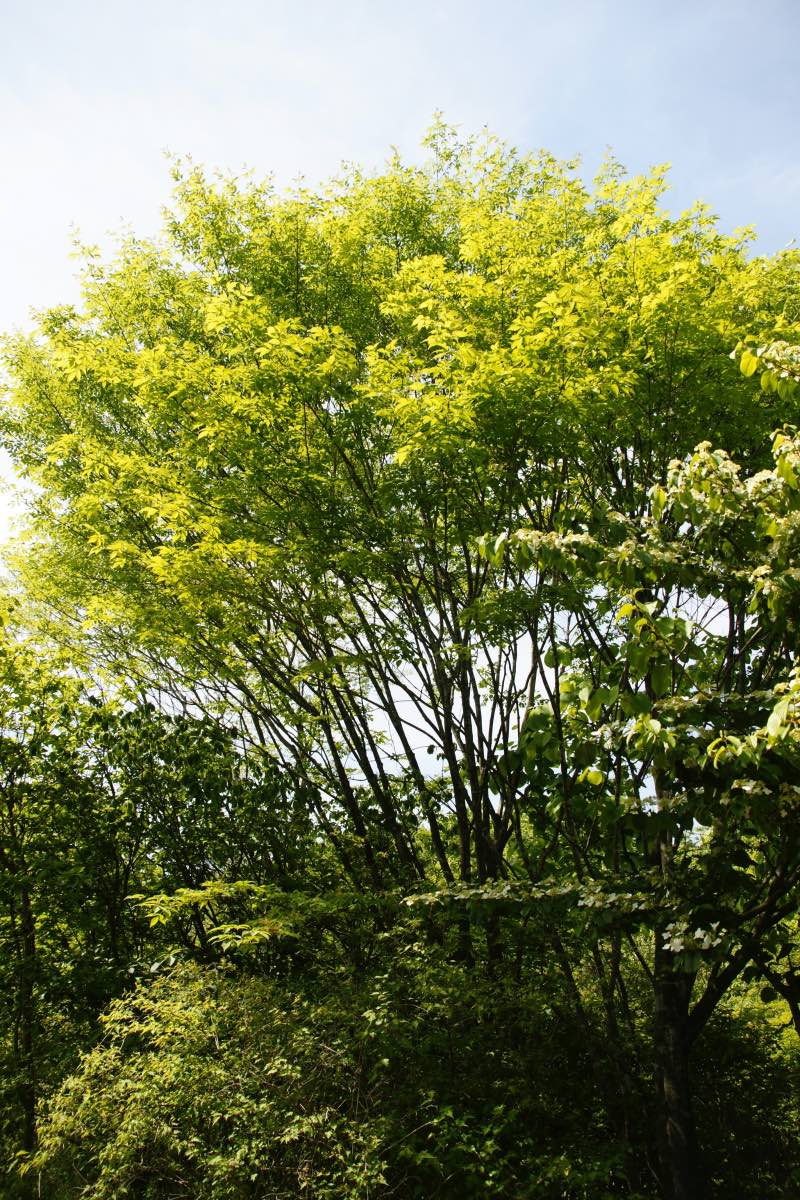 アオダモ | Arboretum