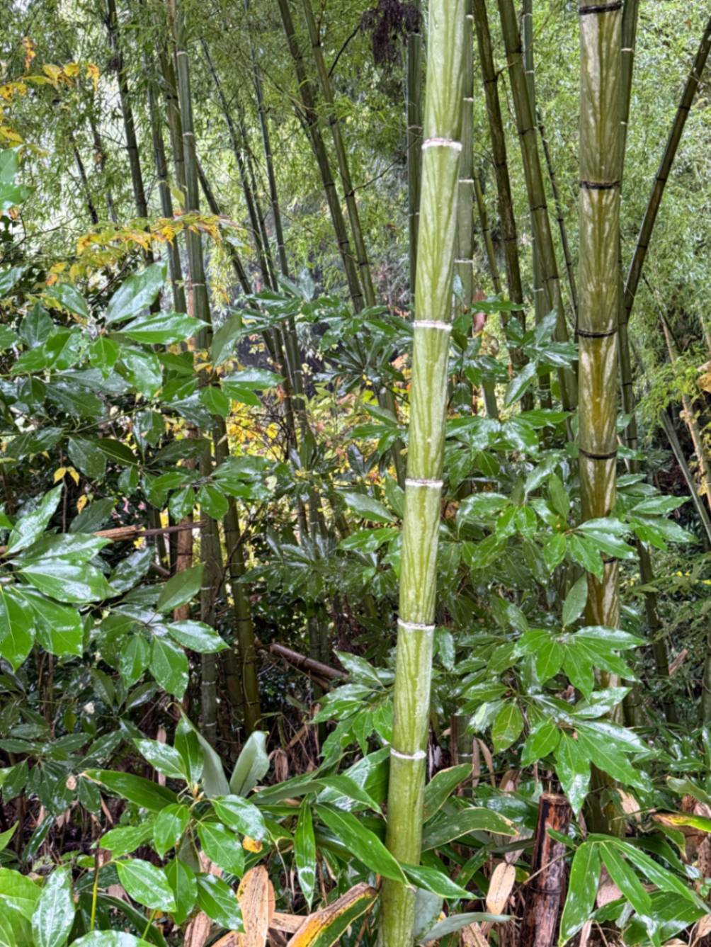 迎春飾り 手編みこも仕様 門松1対 高さ約54cm 自然素材 正月飾り 南天