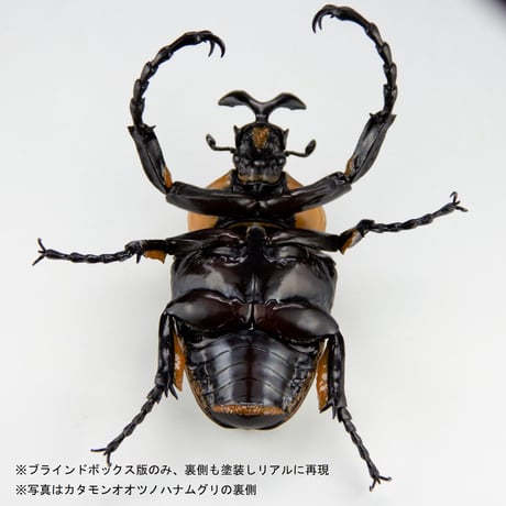 予約受付終了】【4個入りパック】1/1 ゴライアスオオツノハナムグリ