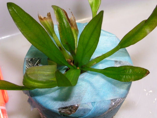 AZ便 パラグアイの熱い水草 入荷！ | アクアセノーテのブログ Aqua Cenote