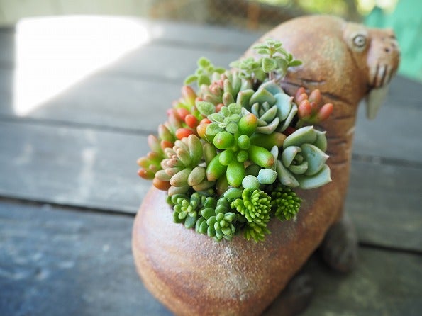 かとうゆみさんの動物鉢に多肉寄せ植え | ブログ版Olive&SucculentGarden