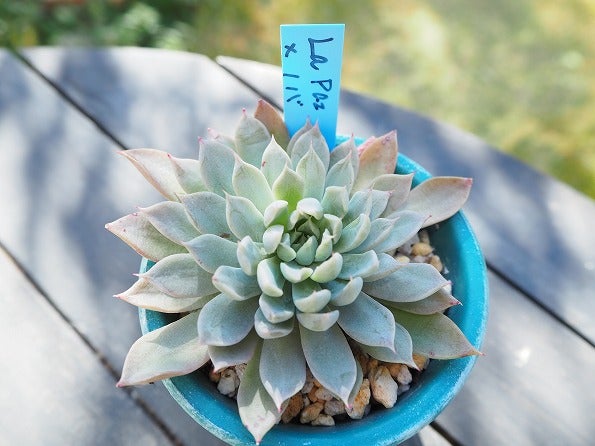 多肉風月さん おらいさん TYさん 3苗セット 札付き おらいさん苗 札