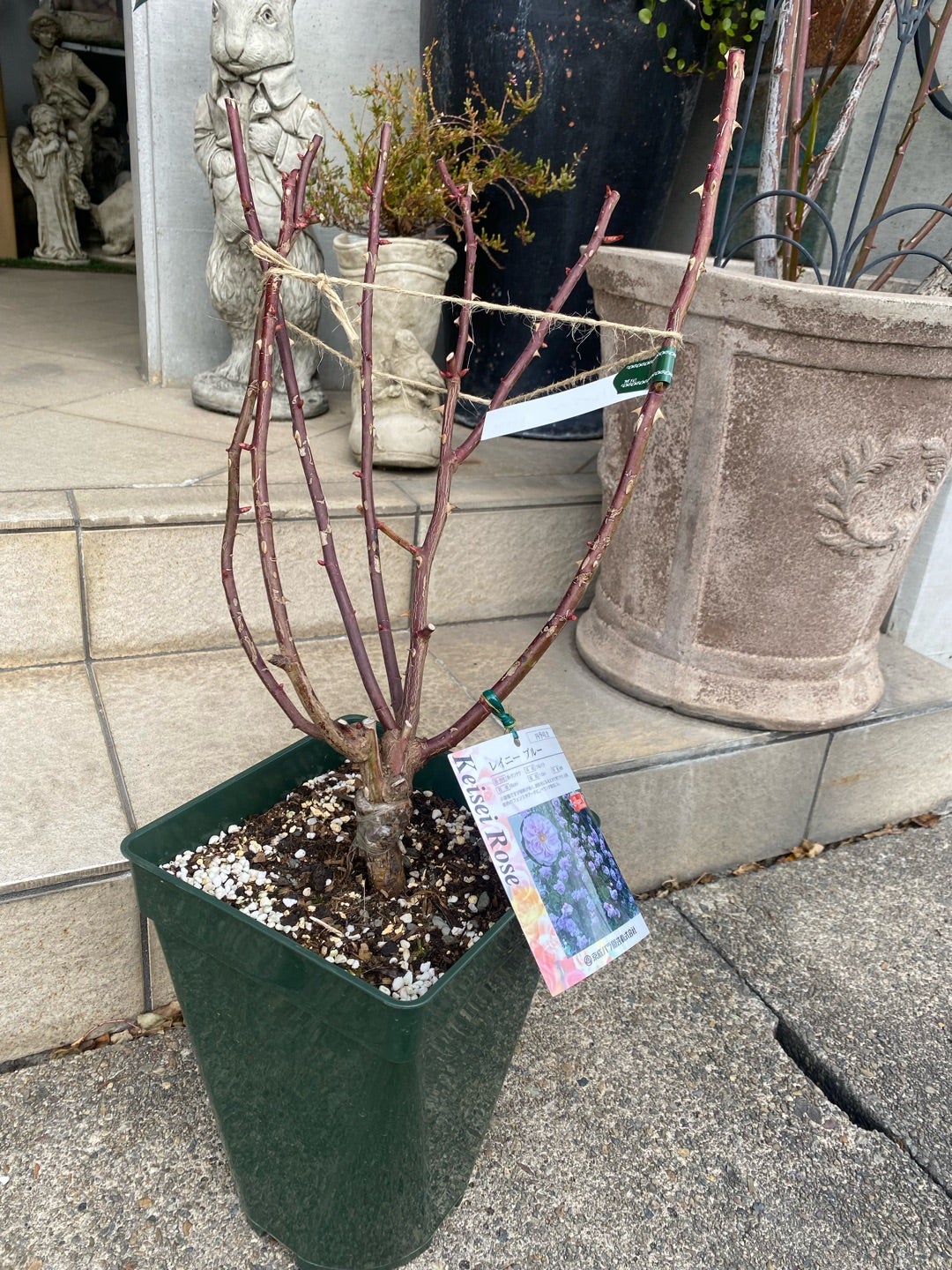 大人気のレイニーブルー入荷！ | 名古屋のバラ苗専門店ローズ