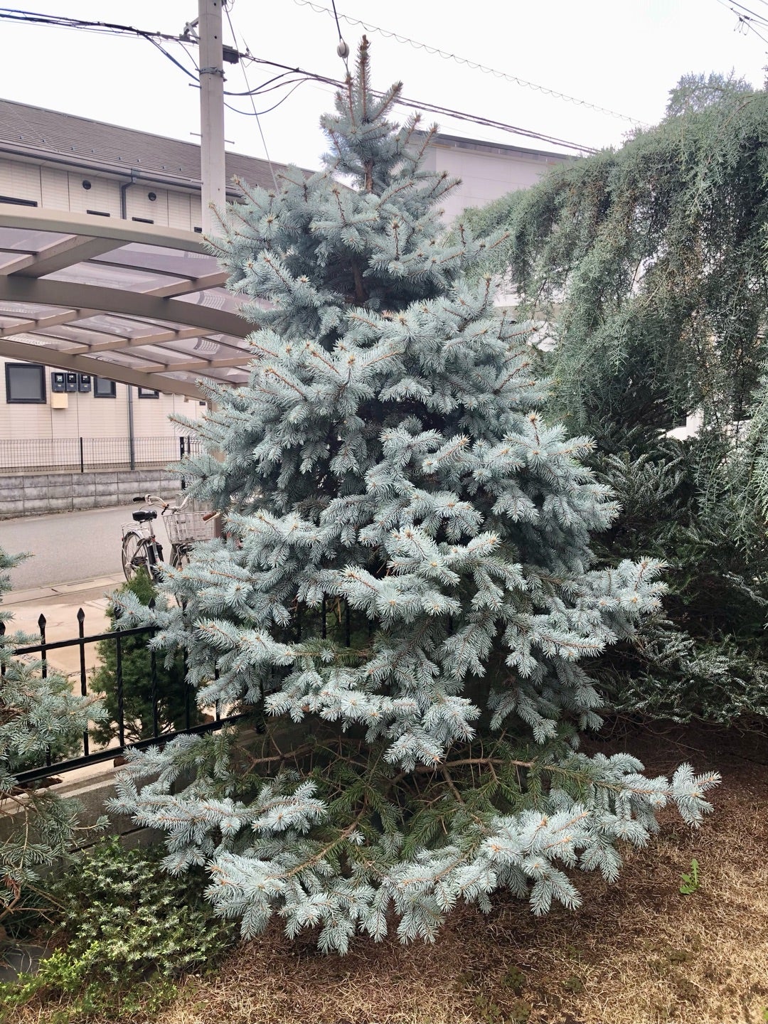 プンゲンストウヒ「ホプシー」の今 | dukeのコニファー&陶芸ブログ