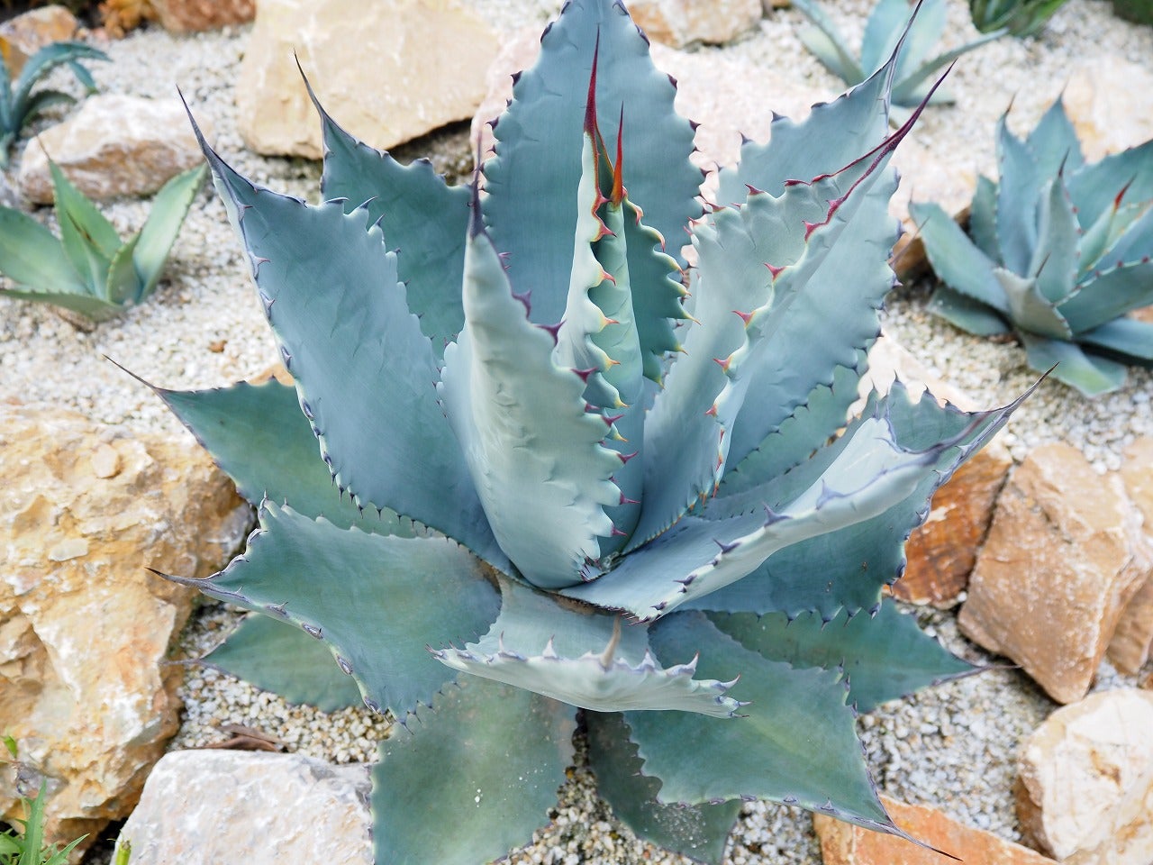 アガベ！ドライガーデンエリアの現在 | ブログ版Olive&SucculentGarden