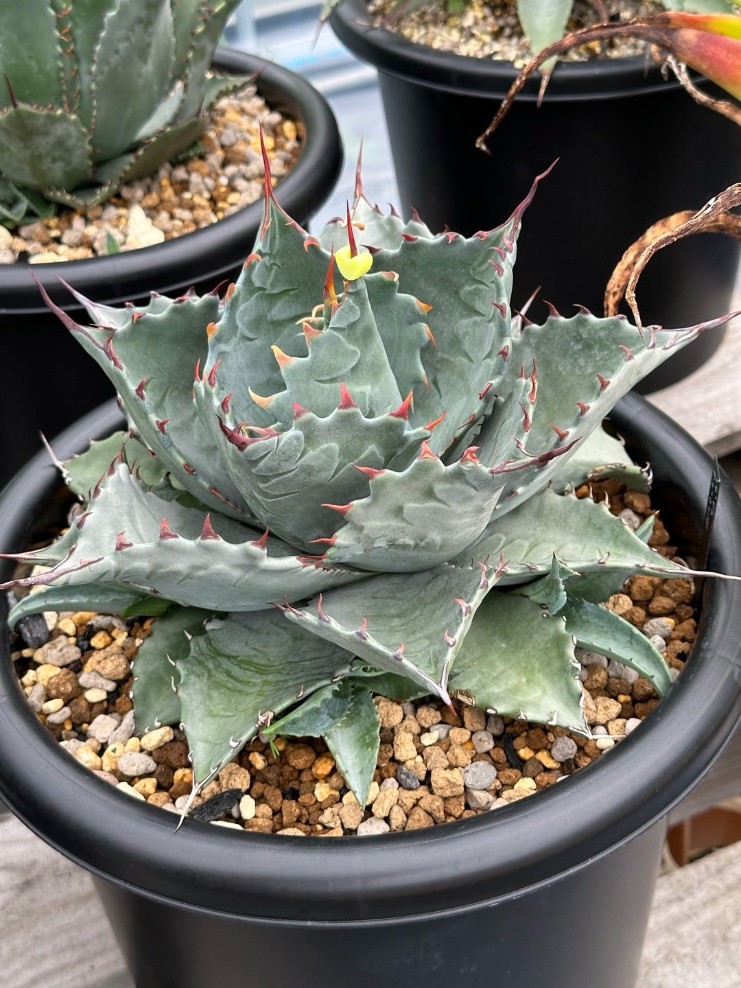 アガベ 大株 パラサナ×イシスメンシス アガベ イシスメンシスxパラサナ