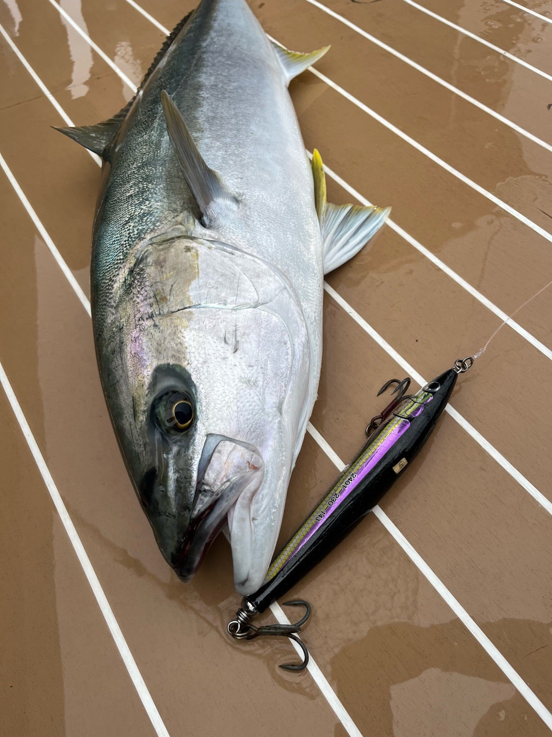 玄界灘 試験 | カーペンタールアー、ロッド研究室