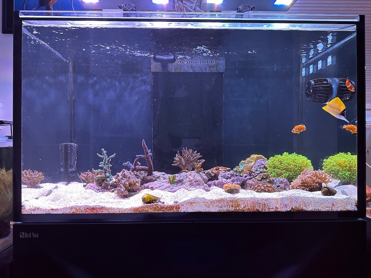 アクアポニックス | シマシマな備忘録